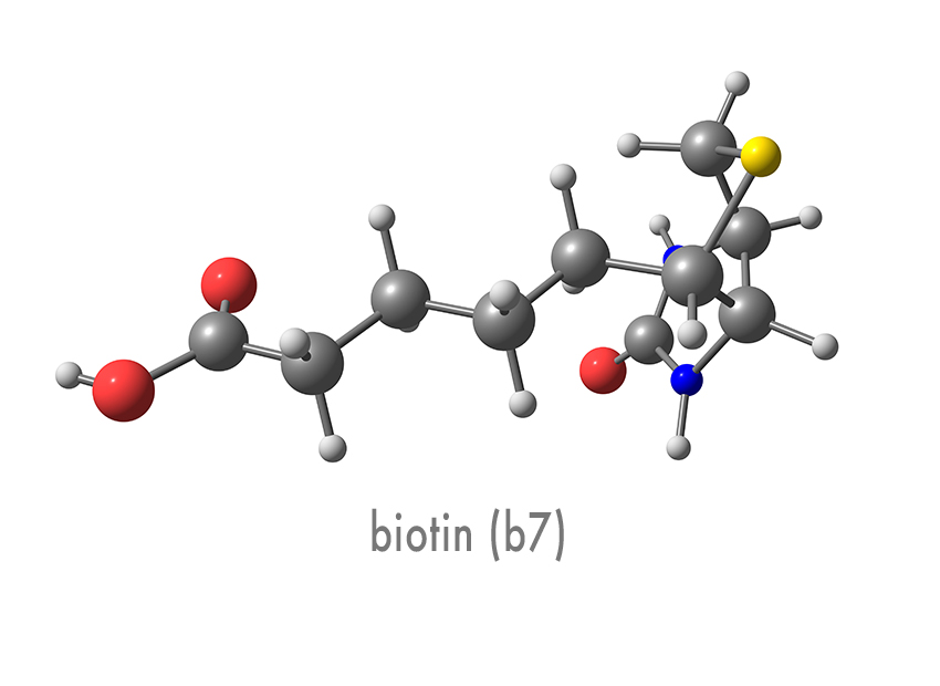 Biotin Also Known As Vitamin B7 Neuroneeds