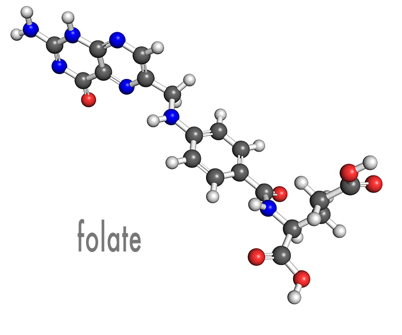 folate molecule