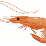 krill